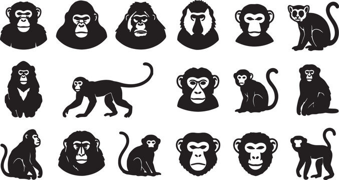 Monkey and ape species set silhouette on transparent background vector illustration.