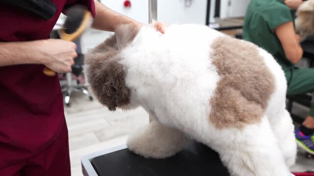 Professional male groomer carefully brushing a fluffy bichon havanese puppy in a modern grooming salon. Slow motion footage of pet care services