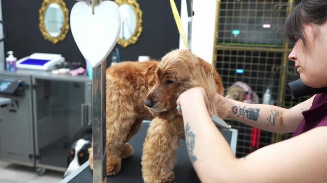 Professional female groomer with tattoos using a brush and hairdryer on a calm cocker spaniel after a bath in a modern grooming salon