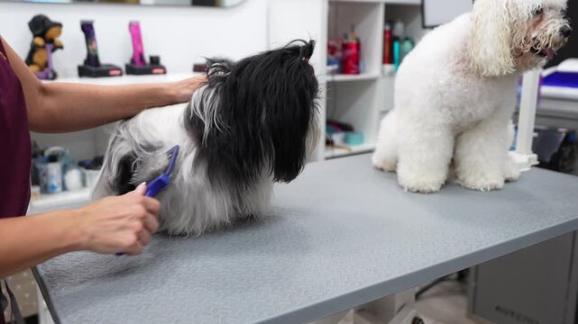 Professional groomer carefully brushing long hair of shih tzu dog at pet salon. Another white fluffy bichon frise sitting on grooming table
