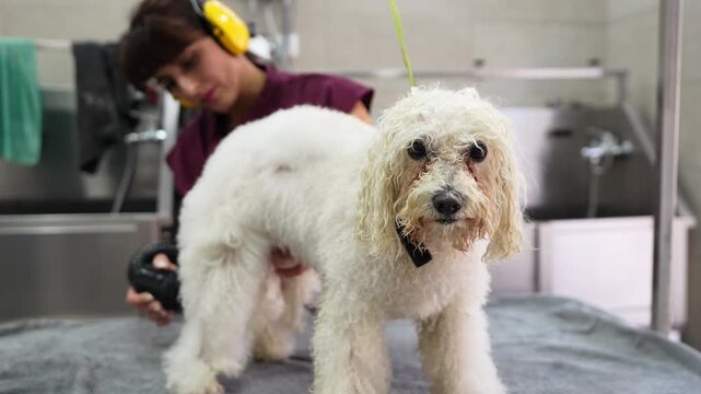 Slow motion of a cute cockapoo dog being dried with a hair dryer by a woman groomer after a bath in a pet grooming salon