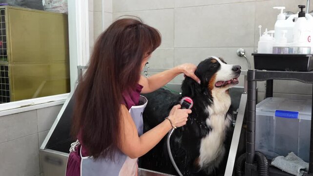Female pet groomer thoroughly rinsing a bernese mountain dog with a shower head inside a professional stainless steel tub in a salon