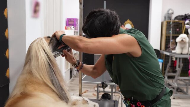Concentrated female pet groomer using an electric clipper to shave the snout of a beautiful afghan hound dog in a modern grooming salon