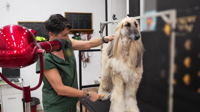 Professional woman working in a dog grooming salon. The pet stylist is blow drying and brushing the long fur of an afghan hound puppy