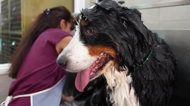 Woman groomer carefully washing a large bernese mountain dog in a bathtub. The dog looks happy during the bathing and grooming process