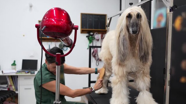 Beautiful afghan hound standing on a grooming table while a professional groomer brushes its leg and dries its long, luxurious coat