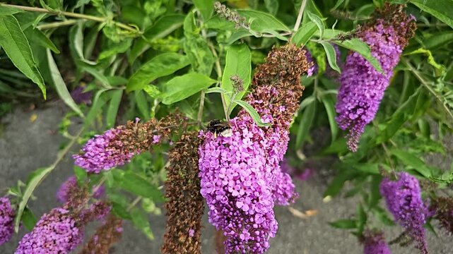 Bumblebee pollinating purple butterfly bush flower