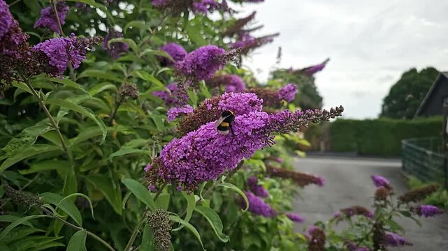 Bumblebee collecting nectar on purple butterfly bush flowers
