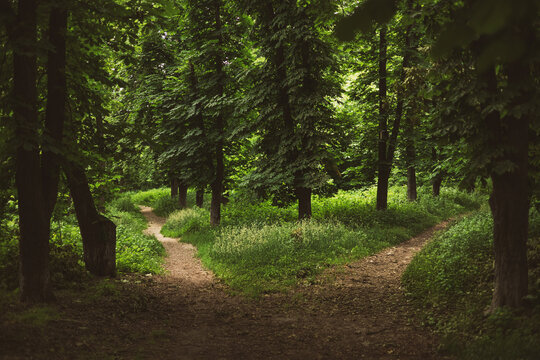 Two paths in a green forest