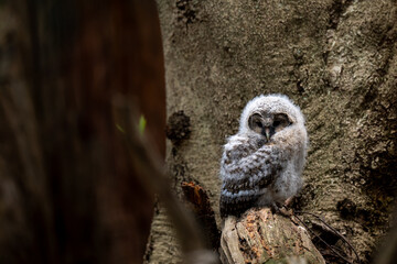 Fototapeta premium Portrait of a baby owl standing quietly in the forest / 森の中で佇むフクロウのヒナのポートレート