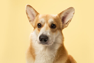 The corgi stands still with direct gaze and upright ears on pastel yellow. © Anna Averianova