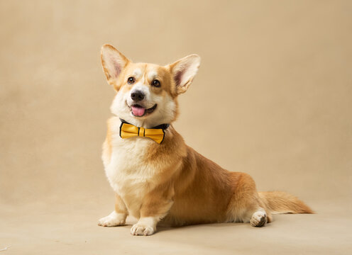 The Pembroke Welsh Corgi wears a bowtie and smiles toward the camera in studio light.
