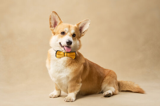 The dog is facing forward, tongue slightly out, sitting on a warm-colored floor with soft lighting.