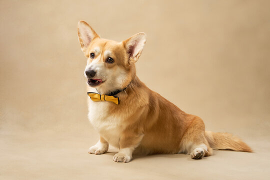 A tan corgi with a bow tie sits slightly turned on beige backdrop.