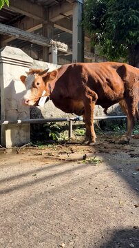 Brown sacrificial cow standing outdoors before Eid al-Adha, captured in natural sunlight with rural livestock and farming context.