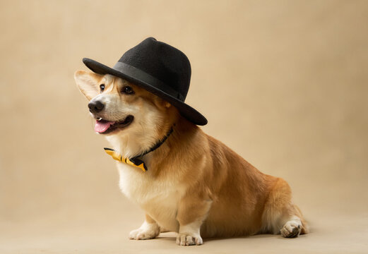 The dog wears a felt hat and yellow bowtie while sitting in profile.