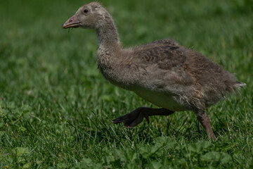 A fluffy gray goose chick is captured mid-stride as it walks across a vibrant green lawn on a sunny day, showcasing its downy plumage and webbed feet © Damyan Petkov