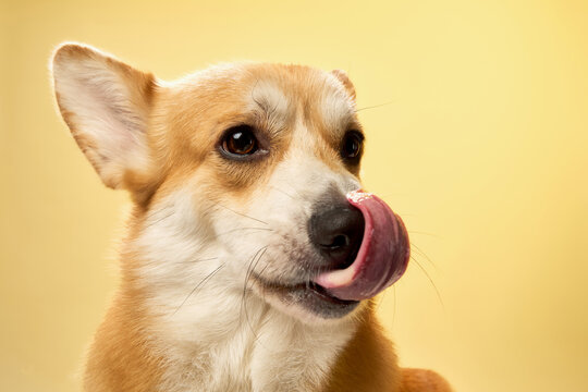 A tan corgi faces forward with its tongue curled up mid-lick against yellow.