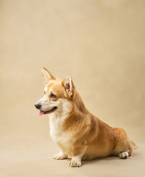 The Pembroke Welsh Corgi stands alert, facing left against a soft tan studio setup.