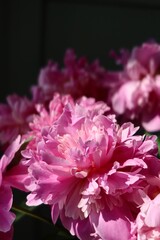 Fototapeta premium Peonies in a vase, detailed macro shot.