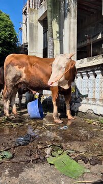 Brown sacrificial cow standing outdoors before Eid al-Adha, captured in natural sunlight with rural livestock and farming context.