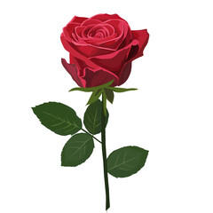 Naklejka premium single red rose