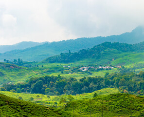 Obraz premium Lush tea plantation in Puncak, West Java, Indonesia.