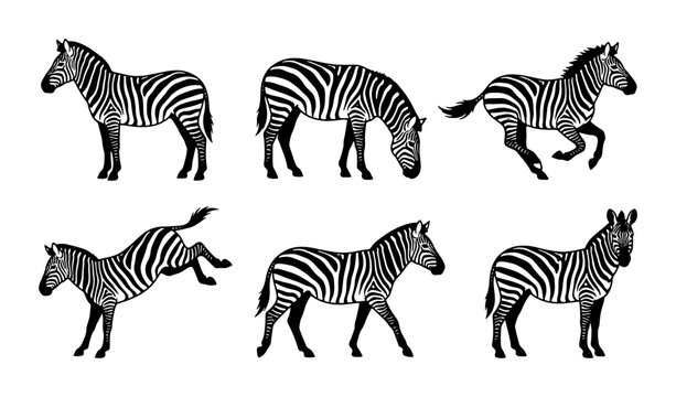 Six Zebra Illustrations, Diverse Poses, Black and White Vector Graphics for Wildlife Design