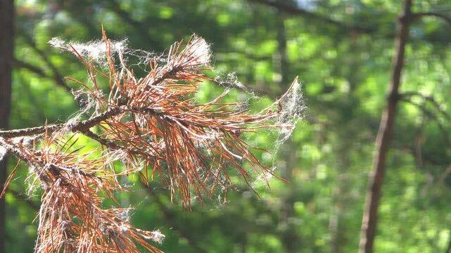 Spider web glistening on pine branch in forest. Close up of cobweb caught on needles. Natural sunlight illuminating botanical detail in woodland wilderness area.