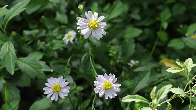 Serene nature scene showcases delicate violet petal wildflower with bright yellow center cheerful aster bloom brings peaceful vibes in quiet outdoor summer green leaf garden