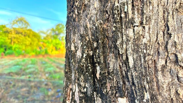 Teak tree trunk close-up with blurred natural background of green field and blue sky. Texture of old bark on a sunny day