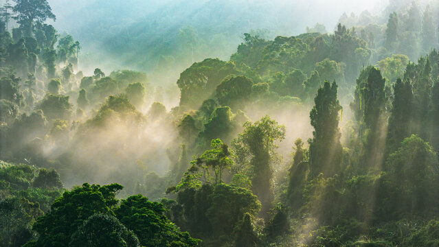 Aerial view of lush tropical rainforest with dense green trees and sunbeams filtering through the morning mist in the mountains of Sukabumi, West Java, Indonesia.