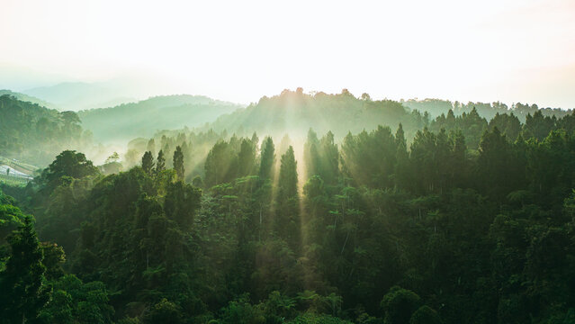 Aerial view of lush tropical forest on rolling hills with golden sun rays piercing through the morning mist and dense green canopy Sukabumi, West Java, Indonesia.