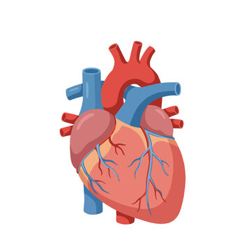 Realistic human heart anatomy illustration isolated on white