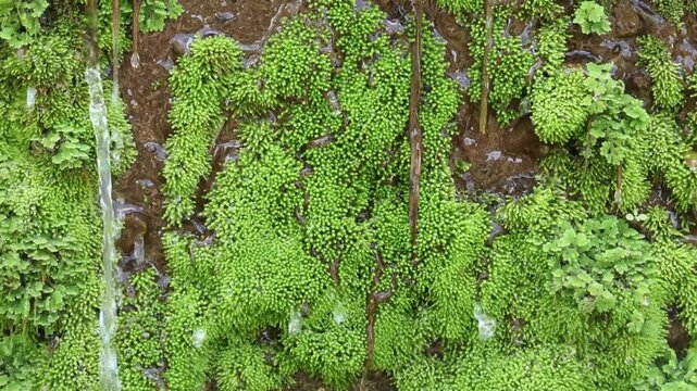 Beautiful vibrant green moss clings to wet rock wall where fresh forest water slowly drip down, showcasing small leaf details and evoking peaceful serene mood of pure nature