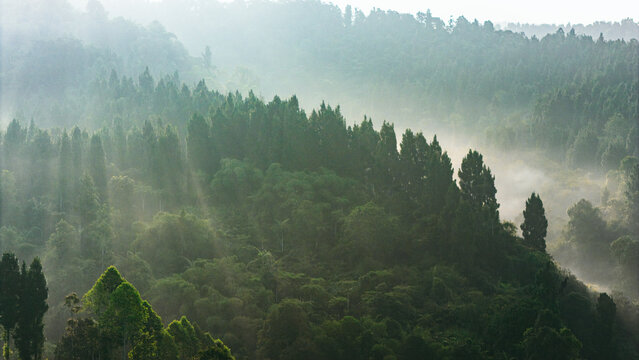Aerial view of dense tropical forest with mist and sunlight rays filtering through the lush green canopy in Sukabumi, West Java, Indonesia.
