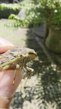 Close up view of gentle human hand holding brown cicada insect carefully with finger, showcasing curiosity for wildlife education exploration in sunny green garden outdoor nature plant