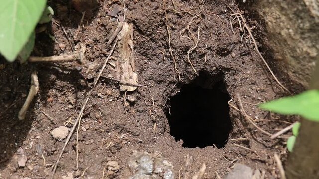 Curious wild mouse animal peeks from dark burrow hole in dirt ground, while busy wasp enters mysterious soil nest surrounded by fresh green leaf outdoor nature habitat