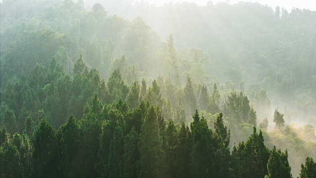 Aerial view of a dense evergreen forest with morning mist and soft sunlight filtering through the trees in Sukabumi, West Java, Indonesia.