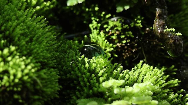 Lush green moss plant macro texture with wet forest leaf detail showcases organic growth in damp outdoor garden habitat, evoking serene tranquil feeling, peaceful wild nature ecosystem environment
