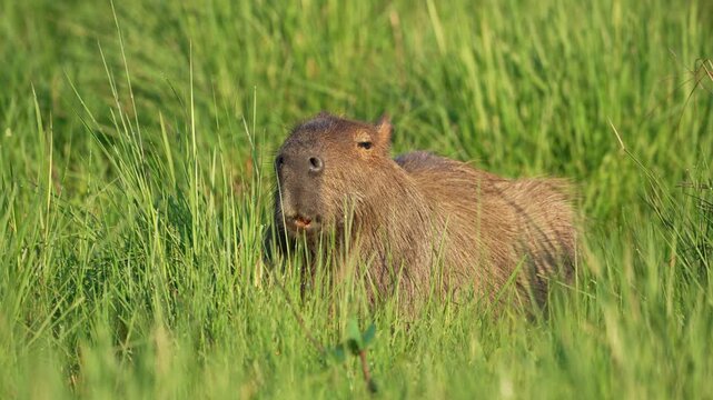A capybara calmly grazes amidst tall green grass, showcasing its natural habitat. Ideal for wildlife documentaries and educational content.