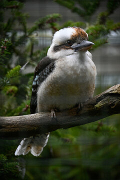 A laughing kookaburra (Dacelo novaeguineae) sitting on a branch in Tallinn Zoo, Estonia