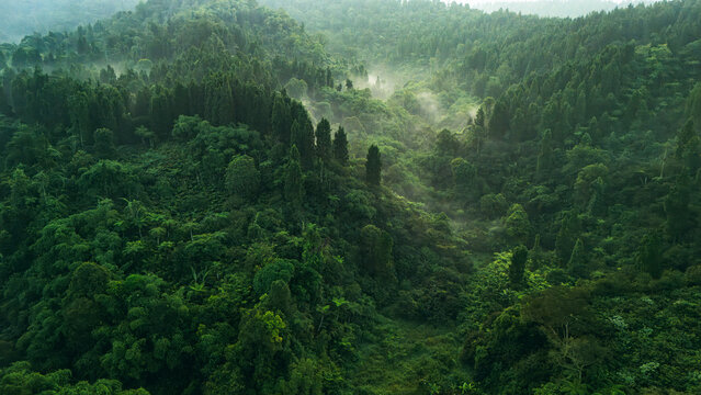 Aerial view of dense tropical forest with mist rising from the lush green canopy and rolling hills in Sukabumi, West Java, Indonesia.
