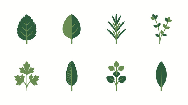 Vector set of fresh culinary herb leaves icons