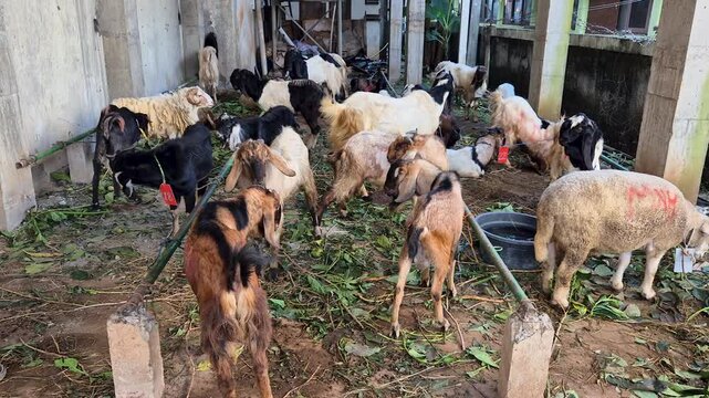 Qurban goats gathered in a livestock pen before Eid al-Adha sacrifice, symbolizing faith, tradition, and community celebration.