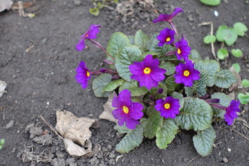 Vibrant magenta flowers of Primula juliae Wanda in April © Anna