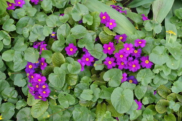 Vibrant magenta flowers of Primula juliae Wanda in May © Anna