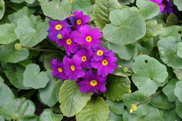 Vibrant magenta flowers of Primula juliae Wanda in May © Anna