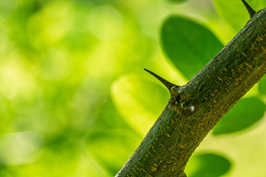 Macro of a black locust Robinia pseudoacacia branch with sharp thorn and textured bark against a soft green bokeh background under natural daylight