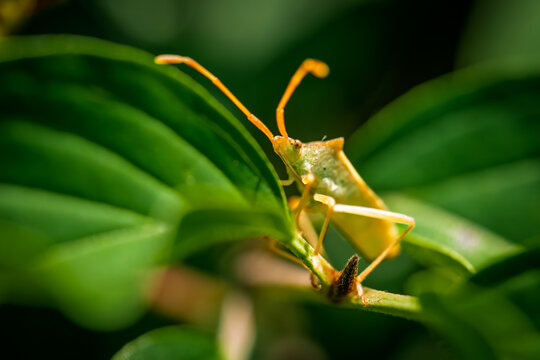 Macro of a dock bug Coreus marginatus perched on green berries with long orange antennae and detailed body texture under natural daylight, macro insect photography